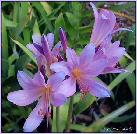 Naked Ladies