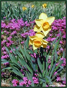 daffodils and creeping phlox