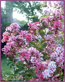 Crepe Myrtle