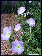 Missouri Primrose