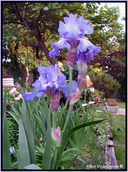 Ruffled Purple Irises