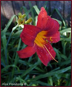 Red Daylily