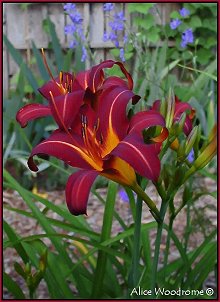 Red Orange daylily