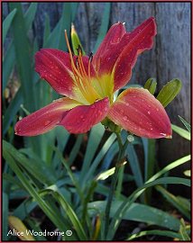 Ruby Daylily