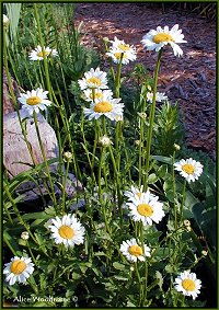 Shasta Daisies