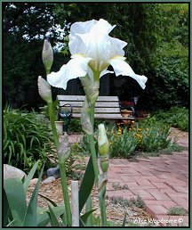 White Iris