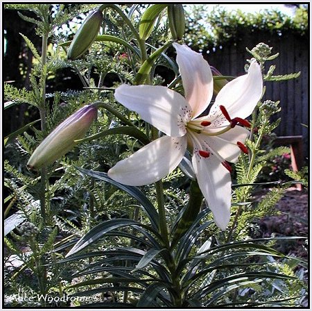 My first Asiatic Lily of the season