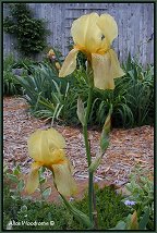 yellow iris