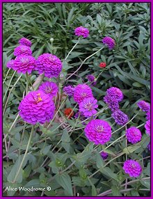 zinnias