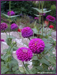 zinnias