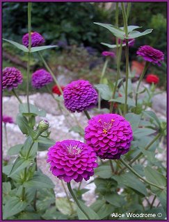 zinnias