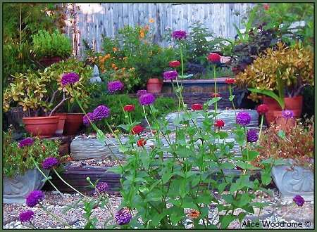 zinnias