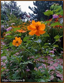 flowers from seeds I collected a the zoo