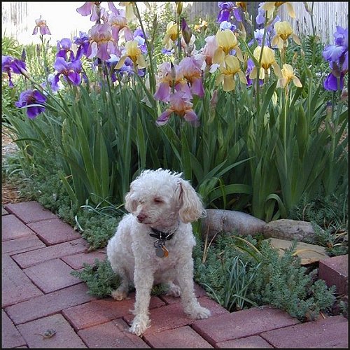 Annie and Irises