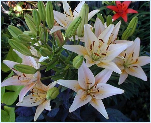 Asiatic Lilies