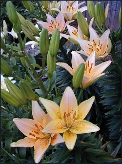 Peaches and Cream Asiatics