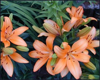 Big Orange Lilies