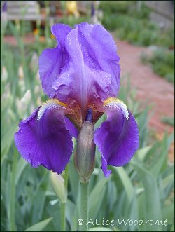 iris