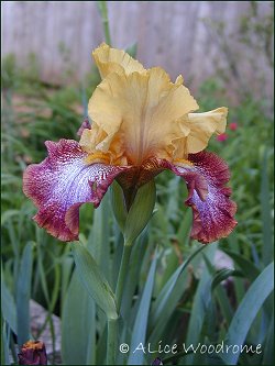 Big Yellow two-tone Iris