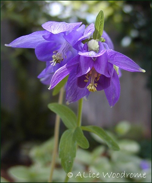 Blue Columbine