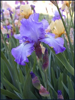 Blue-Purple Bearded Iris