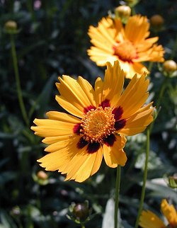 Coreopsis