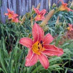 Native daylilies