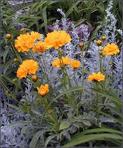 double coreopsis