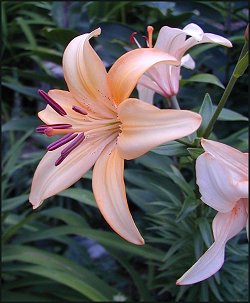 Dreamtime Asiatic Lily