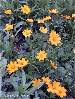 early coreopsis