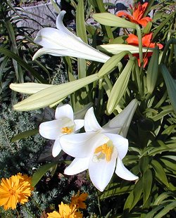 Easter Lilies