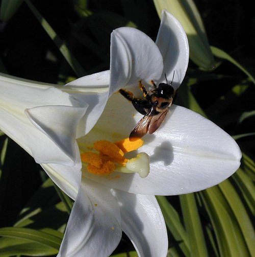 Easter Lily and Bee