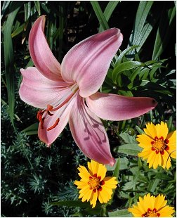  Fairest Asiatic Lily