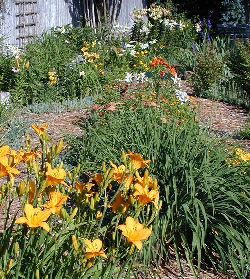 Peach Butterfly Asiatic Lilies