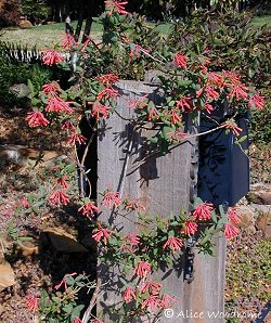 Honeysuckle