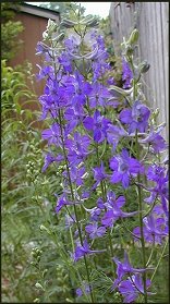 Larkspur