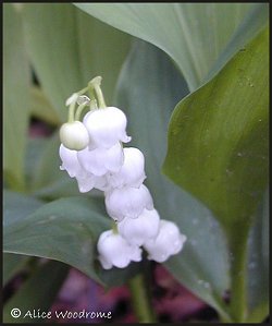 Lily of the Valley