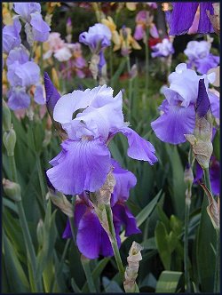 Light Purple Bearded Iris