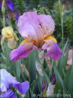 iris