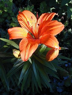 Orange Lily