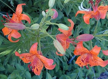 Orange Lilies	