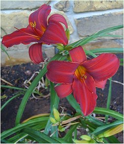 a daylily named Oriental