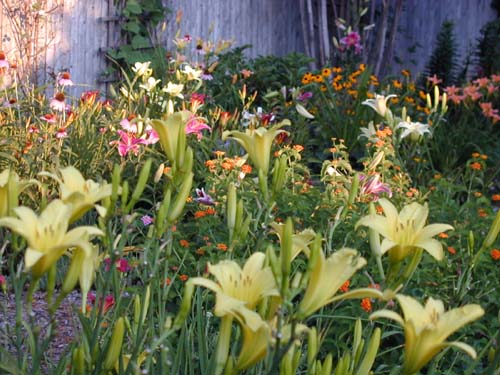 My Garden