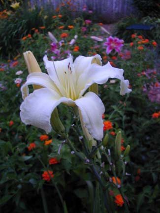 My Garden