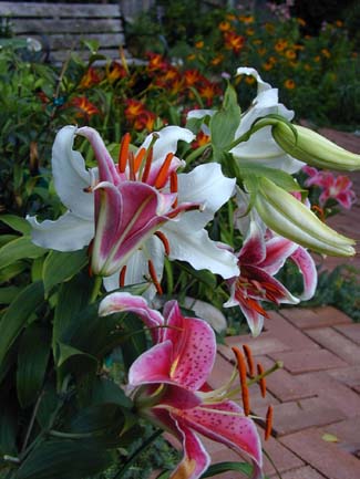 My Garden