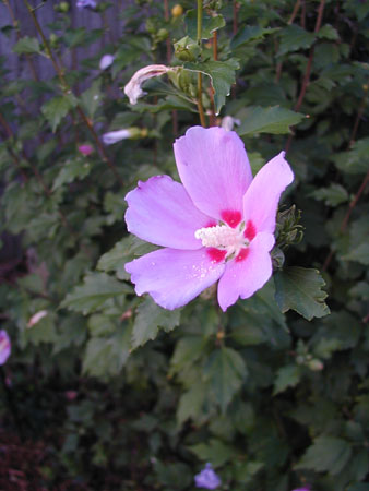 Althea (Rose of Sharon)