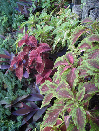 Coleus