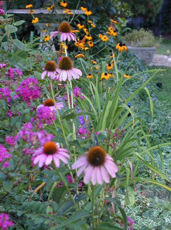 Purple coneflower and Rudbeckia