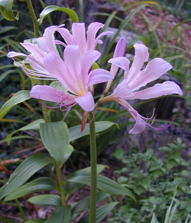 Naked Ladies (Hardy Amyrillas)