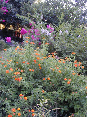 Lantana and Crepe Mrytle